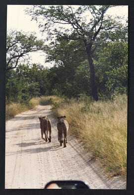 Visita a Sudáfrica Ministro de Obras Públicas de Chile 16