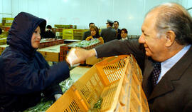 Visita empresa Pacific Flowers, Sociedad Agrícola Fiorella S.A