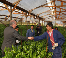 Visita empresa Pacific Flowers, Sociedad Agrícola Fiorella S.A